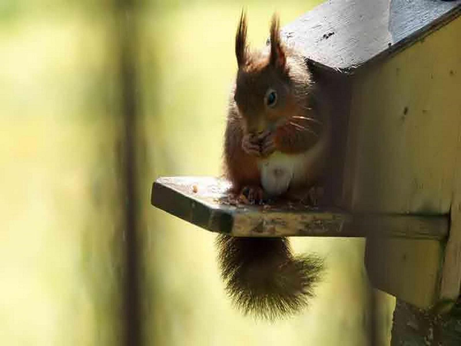 Loch Aweside Forest Cabins Dalavich 部屋 写真
